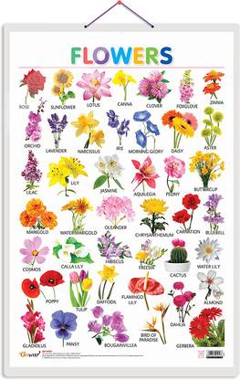 Flowers Chart, Wall Poster For Room Decor High Quality Paper Print With Hard Lamination (20 Inch X 30 Inch, Rolled)