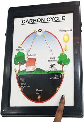MELODY's Carbon Cycle Low Cost Teaching Aid (LOCTAS) Chemistry Science Project.
