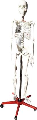 Labgo Human Skeleton Anatomical Model For Medical Students