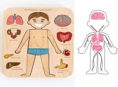 Plus Shine Wooden Anatomy Skeleton Human Inside Body Parts Organs & Body System Name Puzzle