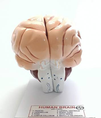 ISKO XL size Human Brain Model best for Classrooms and teaching institutes