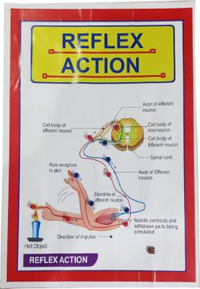 MELODY's Reflex Action with Lights / Biology Project.