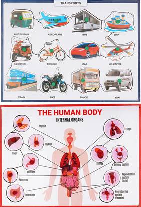 moreyaji Premium Quality Transports and Internal Organs with Picture for Learning Kids