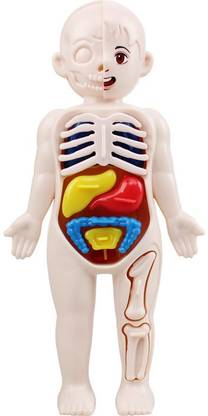 Tamilnadushopping Various Good Quality Human Body Organ 3d Model Toy Teaching Tool for Children