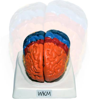 wkm Life-Size Human Brain Anatomical Model with Base, Color-Coded Partitioned Brain