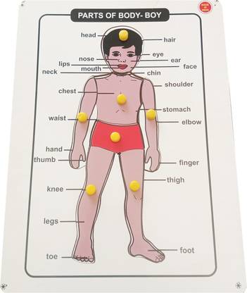 FireFlies Wooden Parts of Body Puzzle Board for Kids Age 3+ Y (Pack of 1 Pc)