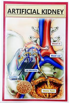 MELODY's Artificial Kidney Biology Working Science Project Model.