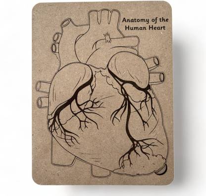 kiddiwinks Human Heart Anatomy