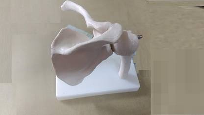 Labgo Joint Anatomical Model Skeleton Life Size Shoulder