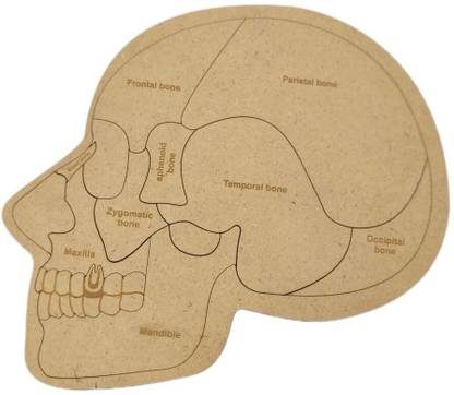 kiddiwinks Human Skull Anatomy