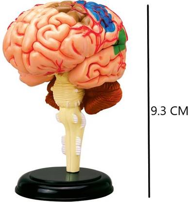 4D Master Human Brain Anatomy Model