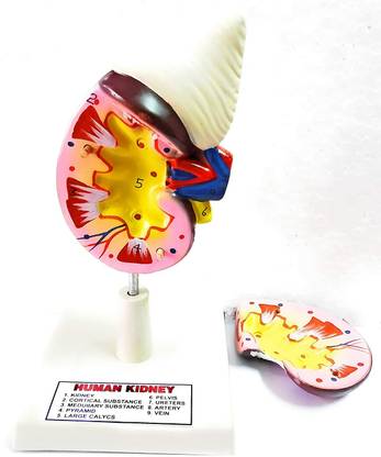 Spylx Human Kidney Model On Stand For Labs And Schools