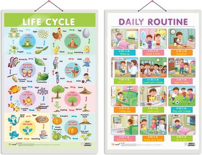 GO WOO Pack of 2 Life Cycle and DAILY ROUTINE Educational charts