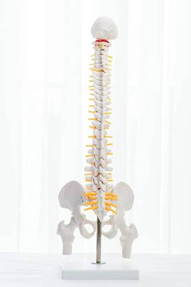 KIYO 45cm Tall Premium Human Vertebral column Spine Bone Model