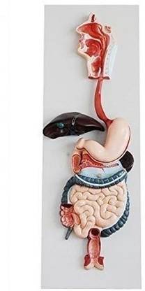Labgo Digestive System Model