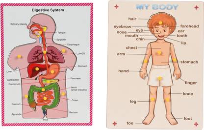 DgCrayons Wooden Digestive System & My Body Parts Educational & Learning Board with Knobs