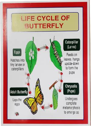 MELODY's Life Cycle of Butterfly with Lights / Biology Project.