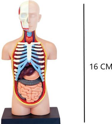 4D Master Human Torso Anatomy Model