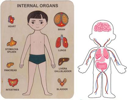 Plus Shine Human Parts Organs & Body System Name Puzzle Wooden Sorting Blocks Shape Puzzle