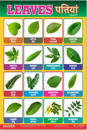 SADAFAL Nature's Creating Charts for Kids Learning, Nature Chart,Educational Charts