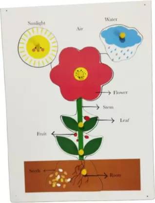 DgCrayons Wooden Parts Of Plants & Growth Activity Puzzle Tray Board with Picture & Knobs