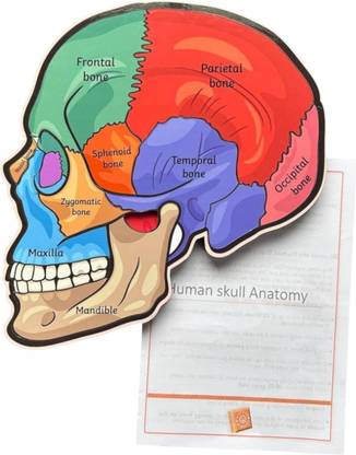 kiddiwinks Human Skull Anatomy