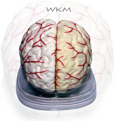 wkm Silicone Human Brain Model Structure Life Size Anatomy Removable in 8 Parts