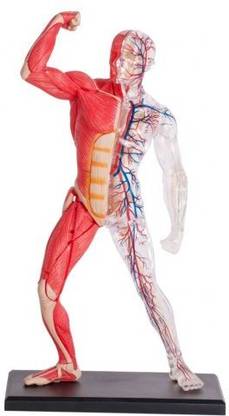 4D Master Human Muscle & Skeleten