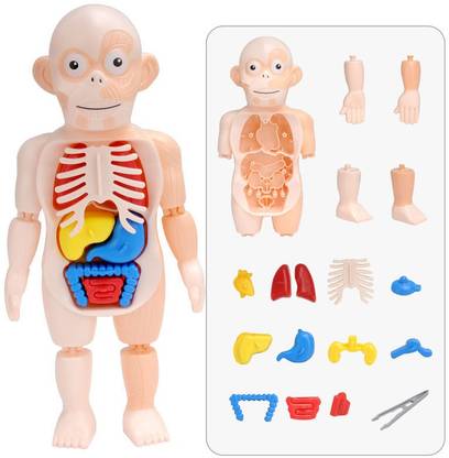 Tamilnadushopping Various Good Quality Human Body Organ 3d Model Toy Teaching Tool for Children