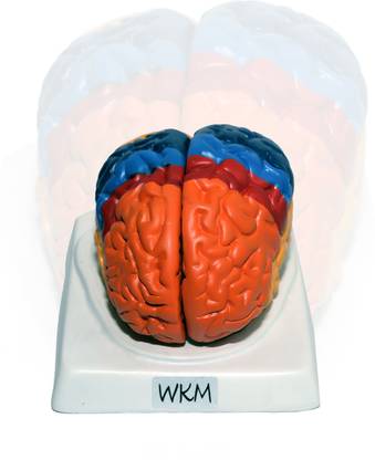 Kambojtraders Human Brain Model Anatomy Color-Coded