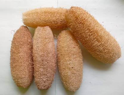 pasumai kudil Loofah