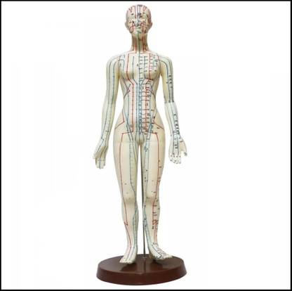 Acs Acupuncture 50 cm Points Human Body Female Model - Female Clear Meridians Human Models (50 Cm) Massager