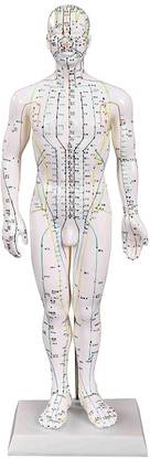 Acs Acupuncture Points Human Body Model Male Clear Meridians Human Model (50 Cm) Massager
