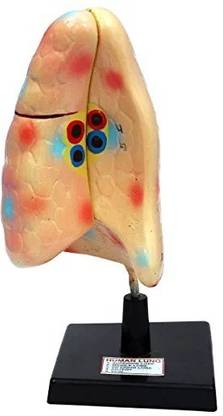 Pasco Anatomical Lung Model For Labs And Scientific Uses Multipurpose Science Model Model Building Kit