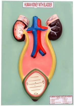 Pasco Kidney and Bladder Anatomical Organ Model on Base Model Building Kit