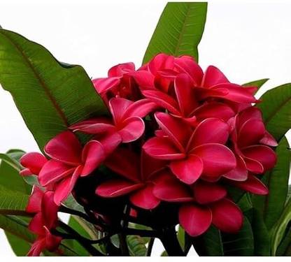 Arpi Enterprise Kath Golap Flower