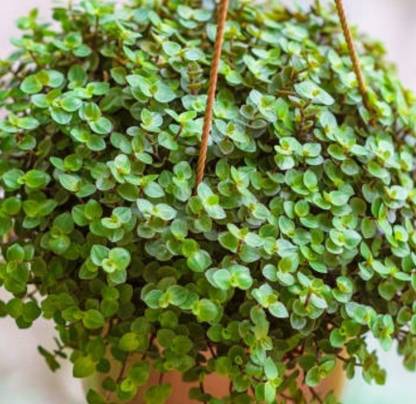 Ak Agro products and plants Yyuu Tuo