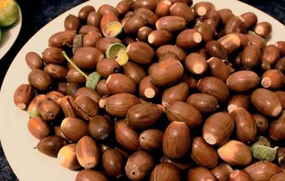 GROCERYONTHEGO Acorns_150g Acorns