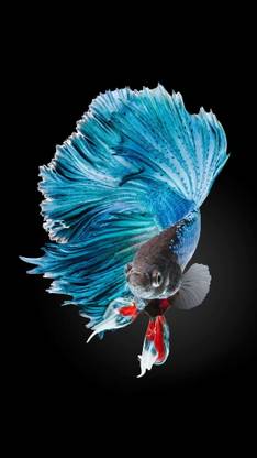 aline betta fish painting Digital Reprint 18 inch x 12 inch Painting