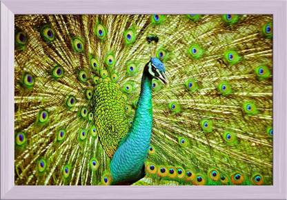 Artzfolio Portrait Of Peacock Canvas Painting White Synthetic Frame 20.7x14inch (53x36cms) Canvas 14 inch x 20.7 inch Painting