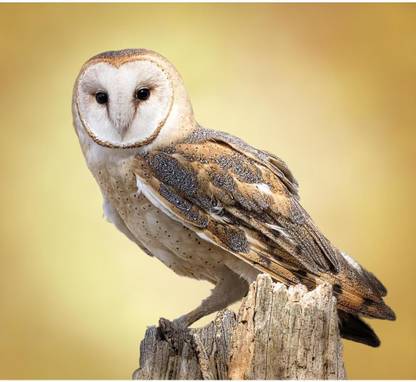 Artzfolio A Barn Owl Perched On A Tree MDF Canvas Painting 19.8 x 18 inch Canvas 19.7 inch x 18 inch Painting