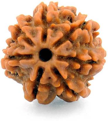HAPPY CREATION 7 Mukhi Rudraksha, Saat mukhi, Benefits of Original Seven mukhi Rudraksha, Wood Pendant