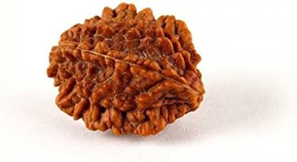 sindinga9 Rudraksha Seed (2 Faced/Mukhi) - For Calmness & Emotional Stability Wood Pendant