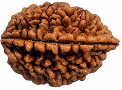 REMEDY STARS Two Mukhi Rudraksha /Original Natural Nepali 2 Mukhi Rudraksh with Certificate Wood