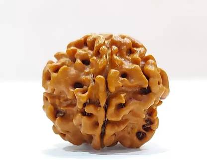Peridot Collection Ek Mukhi Nepali Rudraksha Wood Locket Wood Locket