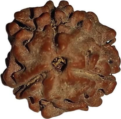 nepalirudraksh 3 Mukhi Rudraksha IGL Certified | Original Seller Nepali Rudraksh | Mother of Pearl