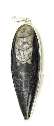 Plus Value Orthoceras Fossil Kuber Finance Pendant Crystal, Silver Locket
