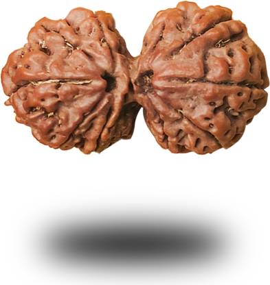 रुद्र Gauri Shankar Mukhi Rudraksha Nepali 100% Original, लकड़ी