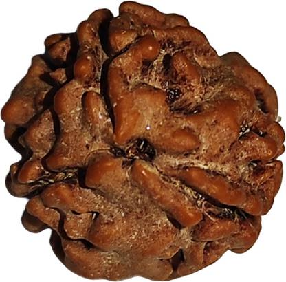 JangraBro 3 Mukhi Nepali Rudraksha Original AAA Plus Certified||Nepali Rudraksha Mother of Pearl