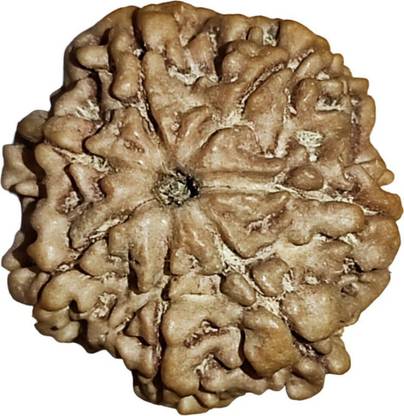 nepalirudraksh 7 Mukhi Nepali Rudraksha Original Certified for Wealth by Nepali Rudraksha Mother of Pearl